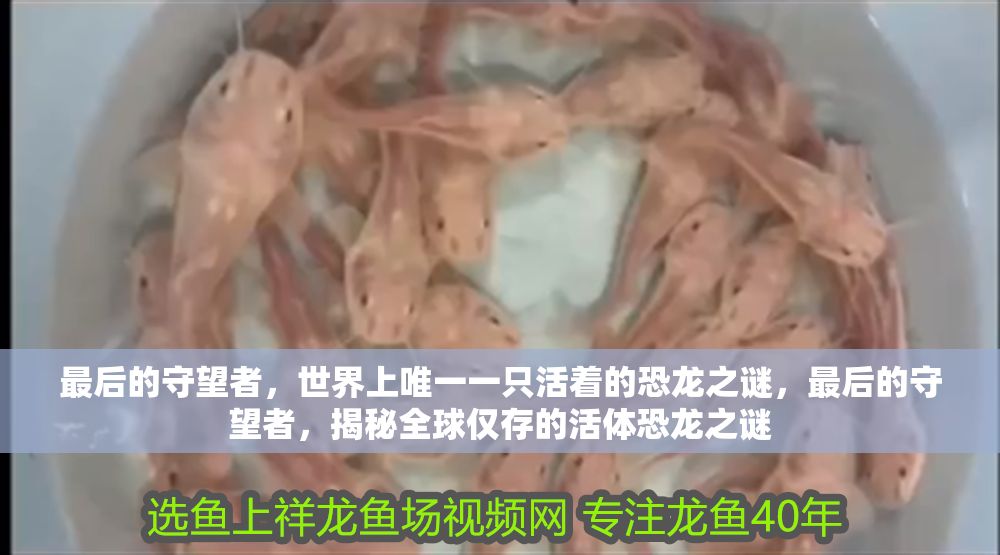 最后的守望者，世界上唯一一只活著的恐龍之謎，最后的守望者，揭秘全球僅存的活體恐龍之謎