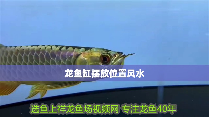 龍魚缸擺放位置風水