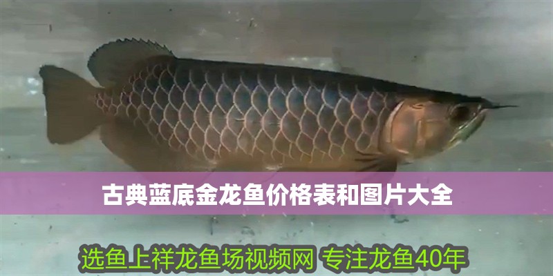 古典藍(lán)底金龍魚價(jià)格表和圖片大全