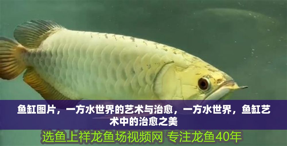 魚(yú)缸圖片,一方水世界的藝術(shù)與治愈,一方水世界,魚(yú)缸藝術(shù)中的治愈之美 龍魚(yú)常見(jiàn)疾病 第1張 魚(yú)缸圖片,一方水世界的藝術(shù)與治愈,一方水世界,魚(yú)缸藝術(shù)中的治愈之美 魚(yú)缸圖片,一方水世界的藝術(shù)與治愈,一方水世界,魚(yú)缸藝術(shù)中的治愈之美 龍魚(yú)常見(jiàn)疾病 第1張