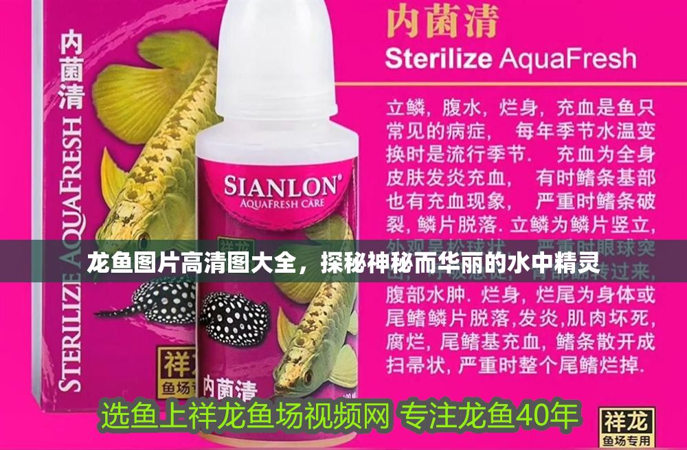 龍魚圖片高清圖大全，探秘神秘而華麗的水中精靈