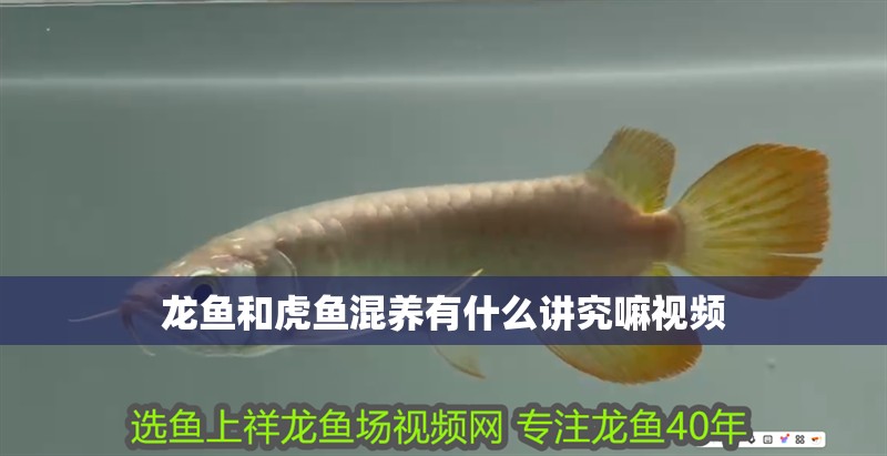 龍魚和虎魚混養有什么講究嘛視頻