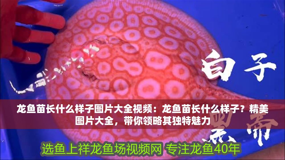 龍魚苗長什么樣子圖片大全視頻：龍魚苗長什么樣子？精美圖片大全，帶你領略其獨特魅力