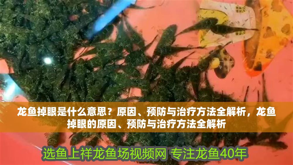 龍魚掉眼是什么意思？原因、預防與治療方法全解析，龍魚掉眼的原因、預防與治療方法全解析 龍魚掉眼是什么意思？原因、預防與治療方法全解析，龍魚掉眼的原因、預防與治療方法全解析 龍魚百科 第1張