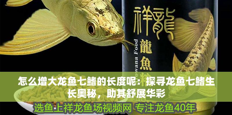 怎么增大龍魚七鰭的長(zhǎng)度呢：探尋龍魚七鰭生長(zhǎng)奧秘，助其舒展華彩