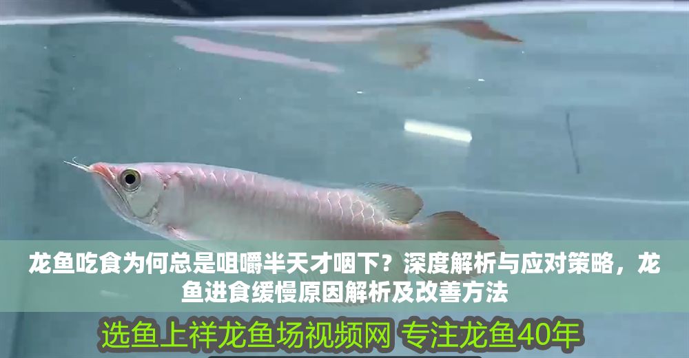 龍魚吃食為何總是咀嚼半天才咽下？深度解析與應對策略，龍魚進食緩慢原因解析及改善方法