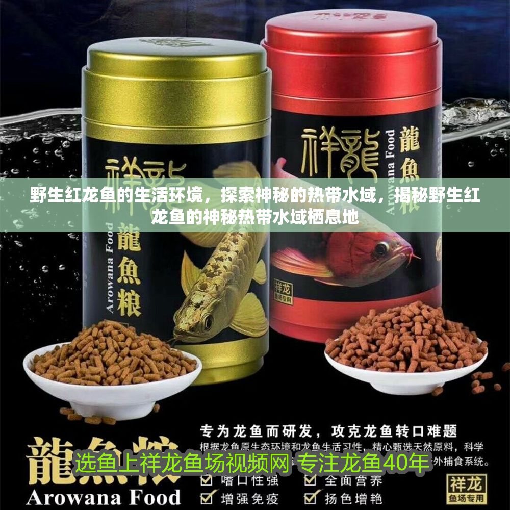 野生紅龍魚的生活環境，探索神秘的熱帶水域，揭秘野生紅龍魚的神秘熱帶水域棲息地