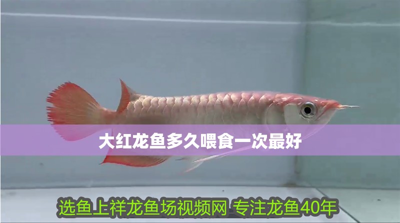 大紅龍魚多久喂食一次最好