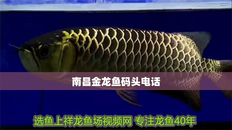 <strong><mark>南昌</mark></strong>金龍魚碼頭電話