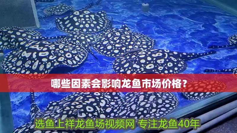 哪些因素會影響龍魚市場價格？