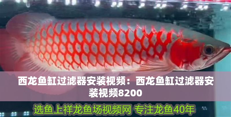 西龍魚缸過濾器安裝視頻：西龍魚缸過濾器安裝視頻8200 西龍魚缸過濾器安裝視頻：西龍魚缸過濾器安裝視頻8200 水族問答