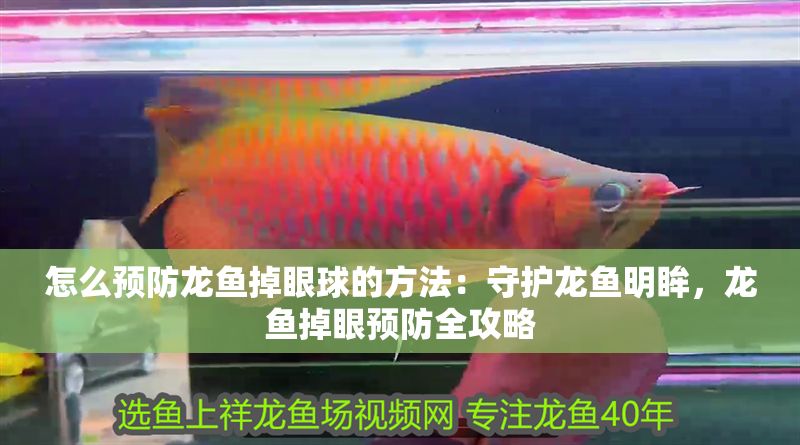 怎么預防龍魚掉眼球的方法：守護龍魚明眸，龍魚掉眼預防全攻略