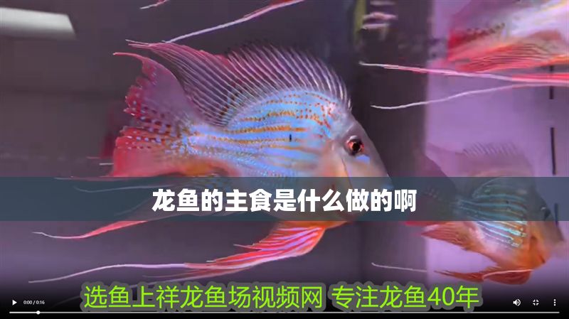 龍魚(yú)的主食是什么做的啊
