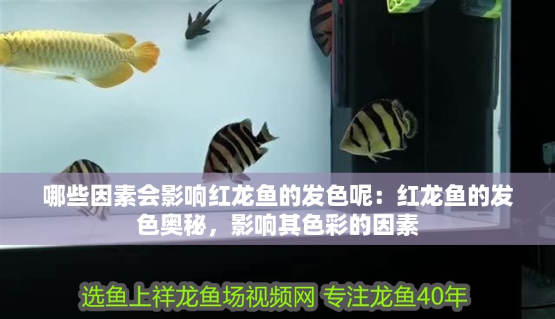 哪些因素會(huì)影響紅龍魚的發(fā)色呢：紅龍魚的發(fā)色奧秘，影響其色彩的因素