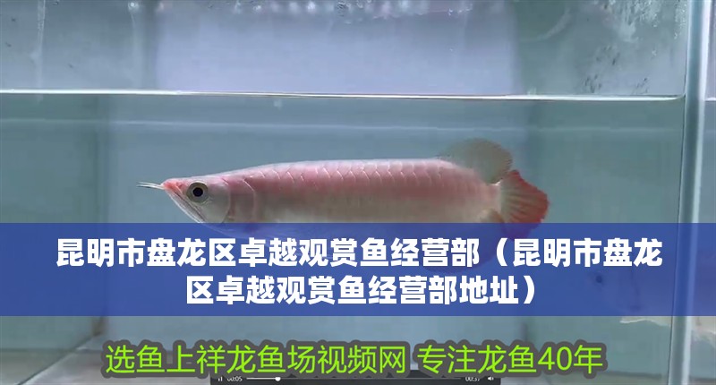 昆明市盤龍區卓越觀賞魚經營部（昆明市盤龍區卓越觀賞魚經營部地址）