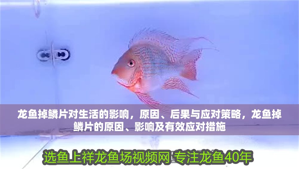 龍魚掉鱗片對生活的影響，原因、后果與應對策略，龍魚掉鱗片的原因、影響及有效應對措施