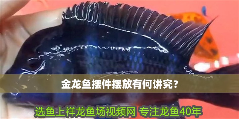 金龍魚擺件擺放有何講究？