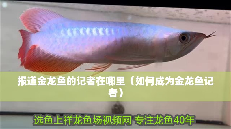 報道金龍魚的記者在哪里（如何成為金龍魚記者）