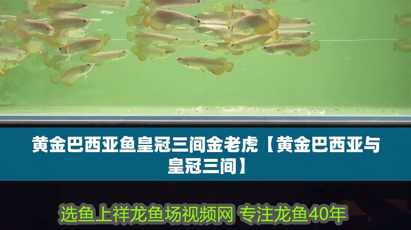 黃金巴西亞魚皇冠三間金老虎【黃金巴西亞與皇冠三間】