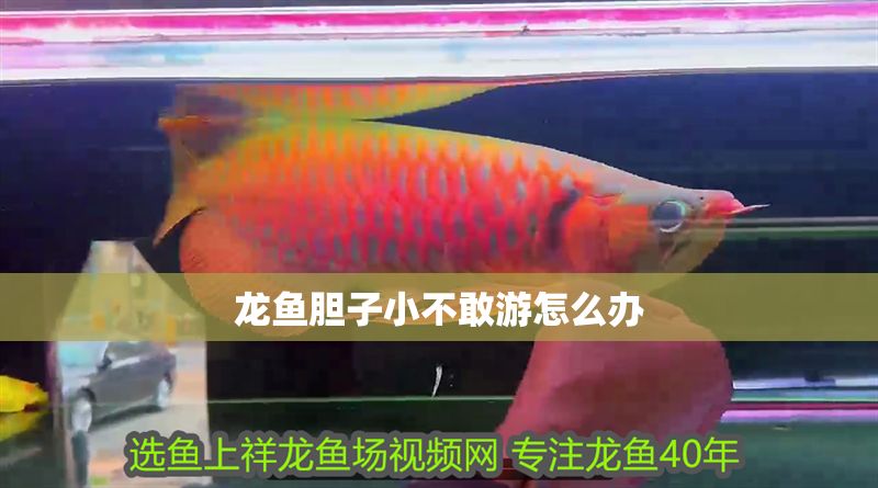 龍魚膽子小不敢游怎么辦