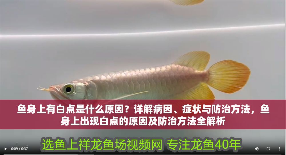 魚身上有白點是什么原因？詳解病因、癥狀與防治方法，魚身上出現白點的原因及防治方法全解析