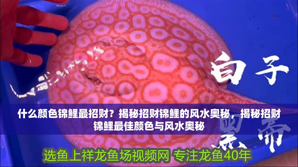 什么顏色錦鯉最招財？揭秘招財錦鯉的風水奧秘，揭秘招財錦鯉最佳顏色與風水奧秘