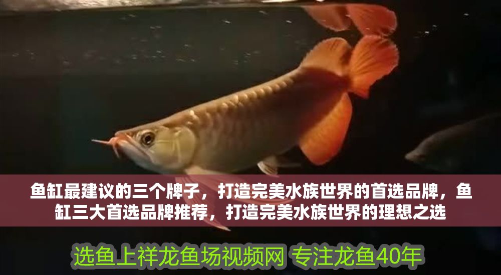 詳細(xì)閱讀:魚(yú)缸最建議的三個(gè)牌子,打造完美水族世界的首選品牌,魚(yú)缸三大首選品牌推薦,打造完美水族世界的理想之選 魚(yú)缸最建議的三個(gè)牌子,打造完美水族世界的首選品牌,魚(yú)缸三大首選品牌推薦,打造完美水族世界的理想之選