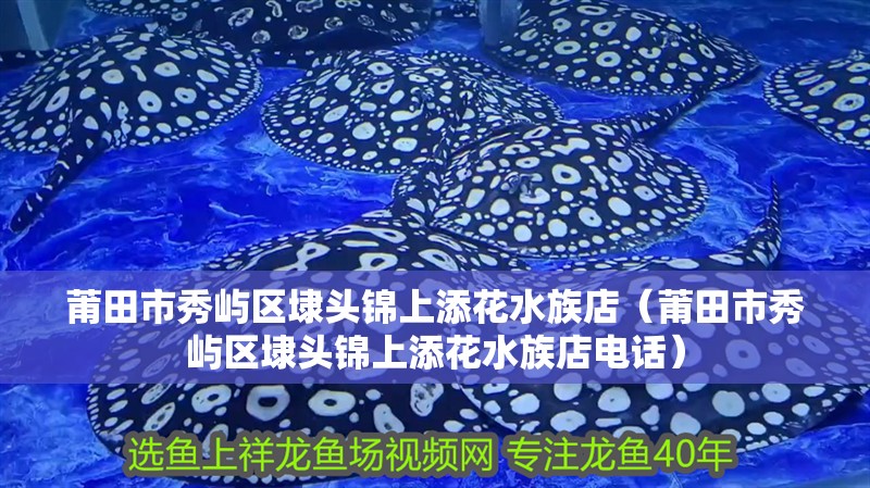 莆田市秀嶼區(qū)埭頭錦上添花水族店（莆田市秀嶼區(qū)埭頭錦上添花水族店電話）