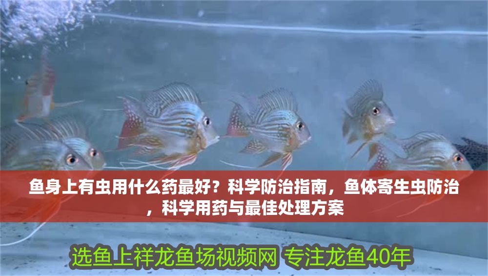 魚身上有蟲用什么藥最好？科學防治指南，魚體寄生蟲防治，科學用藥與最佳處理方案