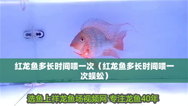 紅龍魚多長時間喂一次（紅龍魚多長時間喂一次蜈蚣） 紅龍魚多長時間喂一次（紅龍魚多長時間喂一次蜈蚣） 龍魚百科