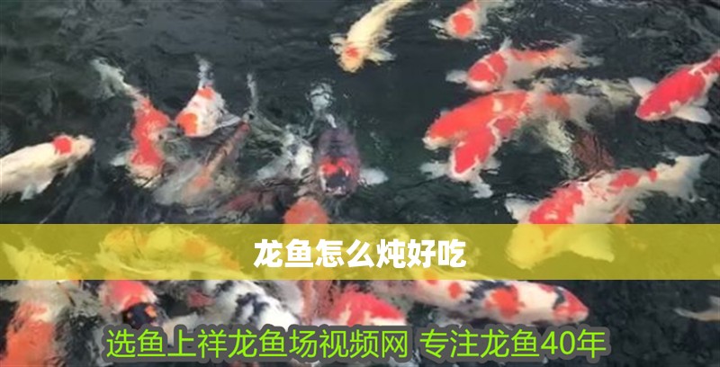 龍魚怎么燉好吃