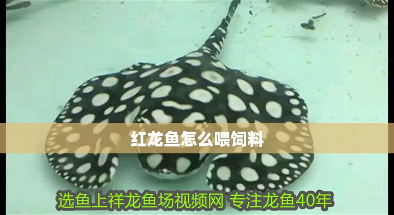 紅龍魚怎么喂飼料