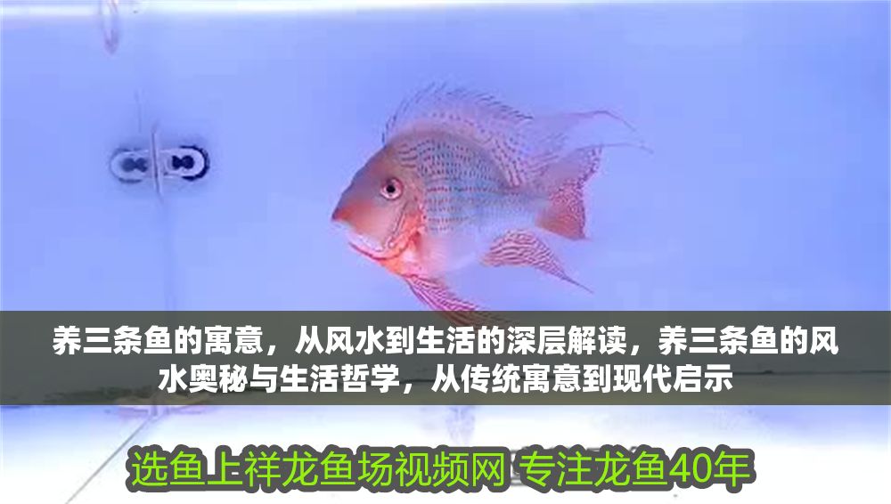 養三條魚的寓意，從風水到生活的深層解讀，養三條魚的風水奧秘與生活哲學，從傳統寓意到現代啟示