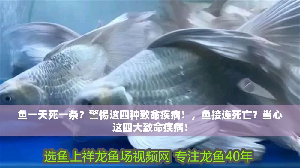 魚一天死一條？警惕這四種致命疾病！，魚接連死亡？當心這四大致命疾病！