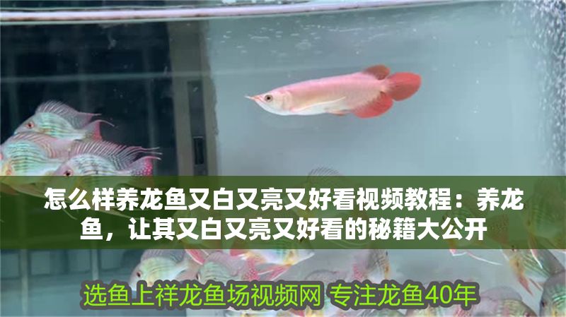 怎么樣養龍魚又白又亮又好看視頻教程：養龍魚，讓其又白又亮又好看的秘籍大公開