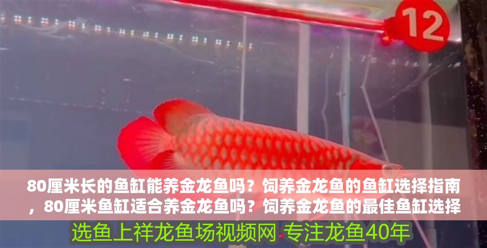 80厘米長的魚缸能養金龍魚嗎？飼養金龍魚的魚缸選擇指南，80厘米魚缸適合養金龍魚嗎？飼養金龍魚的最佳魚缸選擇指南