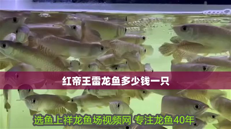 紅帝王雷龍魚多少錢一只