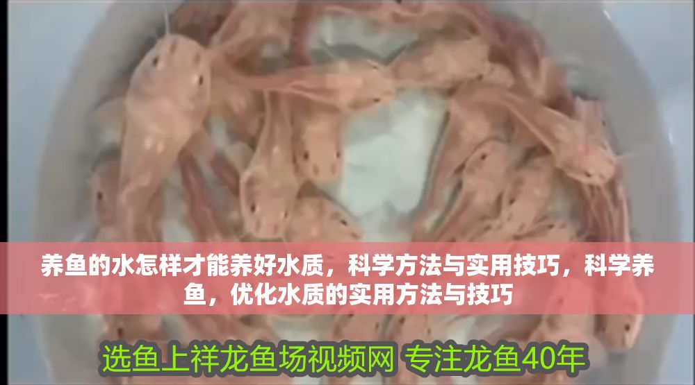 養魚的水怎樣才能養好水質，科學方法與實用技巧，科學養魚，優化水質的實用方法與技巧