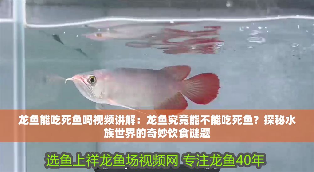 龍魚能吃死魚嗎視頻講解：龍魚究竟能不能吃死魚？探秘水族世界的奇妙飲食謎題