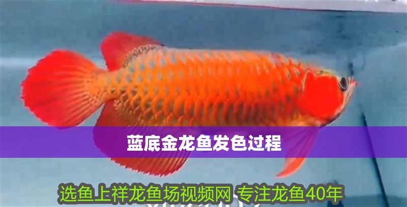 藍底金龍魚發色過程