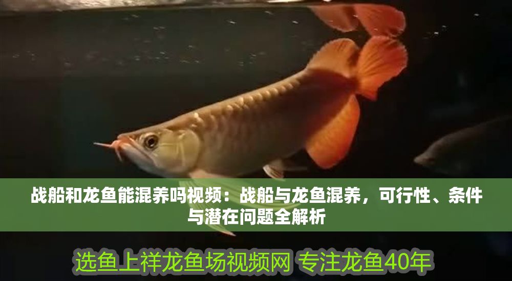戰(zhàn)船和龍魚能混養(yǎng)嗎視頻：戰(zhàn)船與龍魚混養(yǎng)，可行性、條件與潛在問題全解析