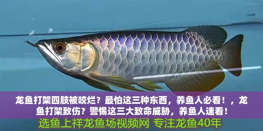 龍魚打架四肢被咬爛？最怕這三種東西，養魚人必看！，龍魚打架致傷？警惕這三大致命威脅，養魚人速看！