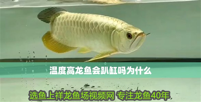 溫度高龍魚會趴缸嗎為什么