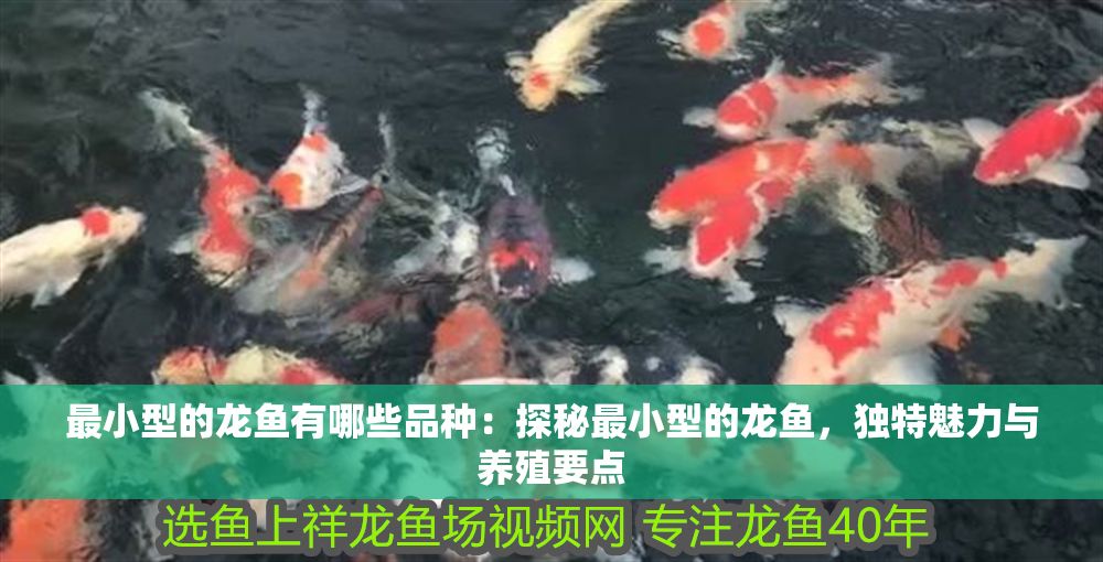 最小型的龍魚有哪些品種：探秘最小型的龍魚，獨特魅力與養殖要點