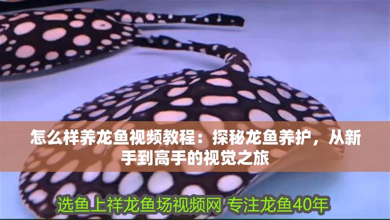 怎么樣養龍魚視頻教程：探秘龍魚養護，從新手到高手的視覺之旅
