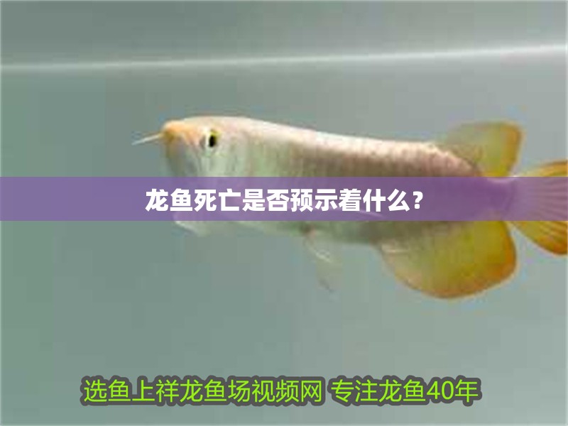 龍魚(yú)死亡是否預(yù)示著什么？