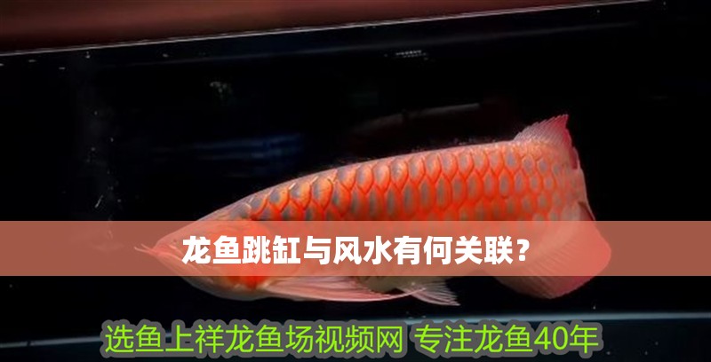 龍魚跳缸與風水有何關聯？