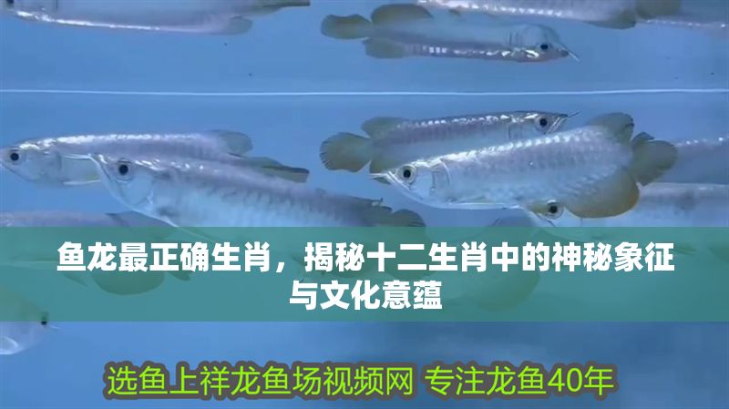 魚龍最正確生肖，揭秘十二生肖中的神秘象征與文化意蘊