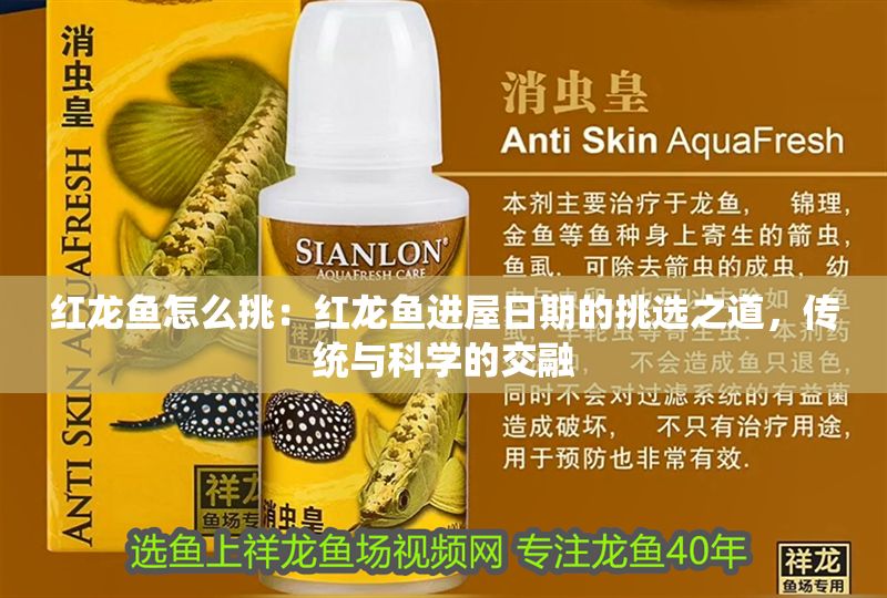 紅龍魚(yú)怎么挑：紅龍魚(yú)進(jìn)屋日期的挑選之道，傳統(tǒng)與科學(xué)的交融