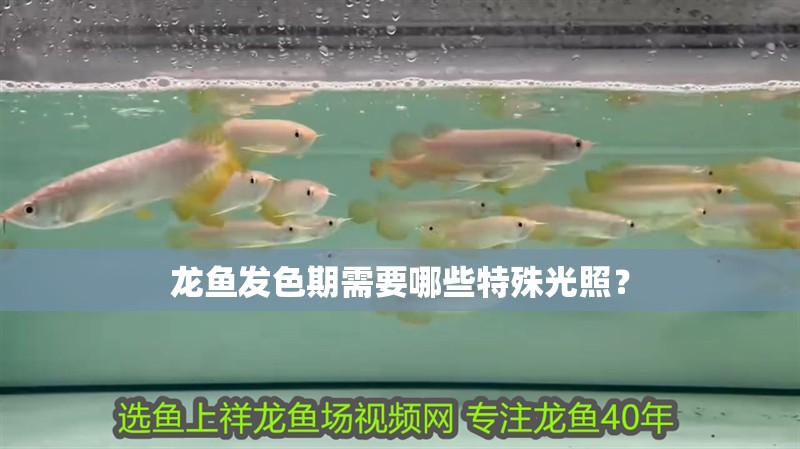 龍魚發色期需要哪些特殊光照？